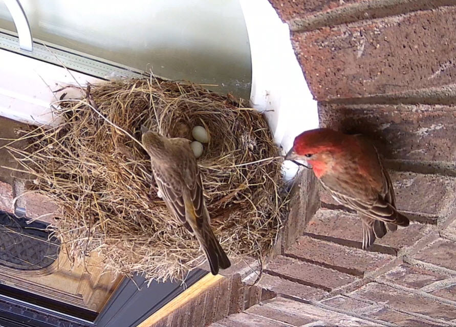 robin nest cam