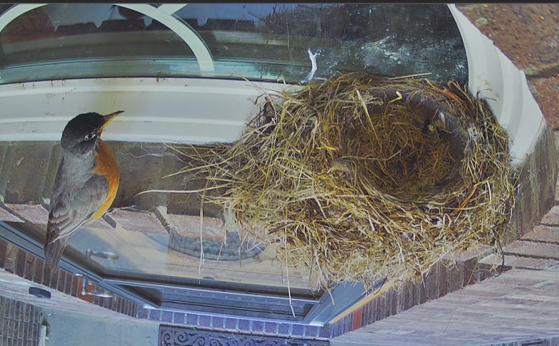 Robin Nest