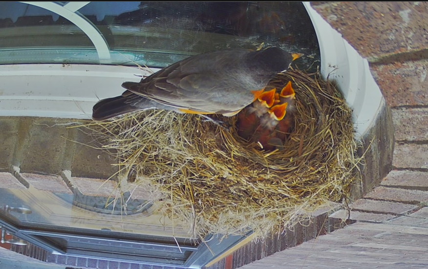 Robin Nest